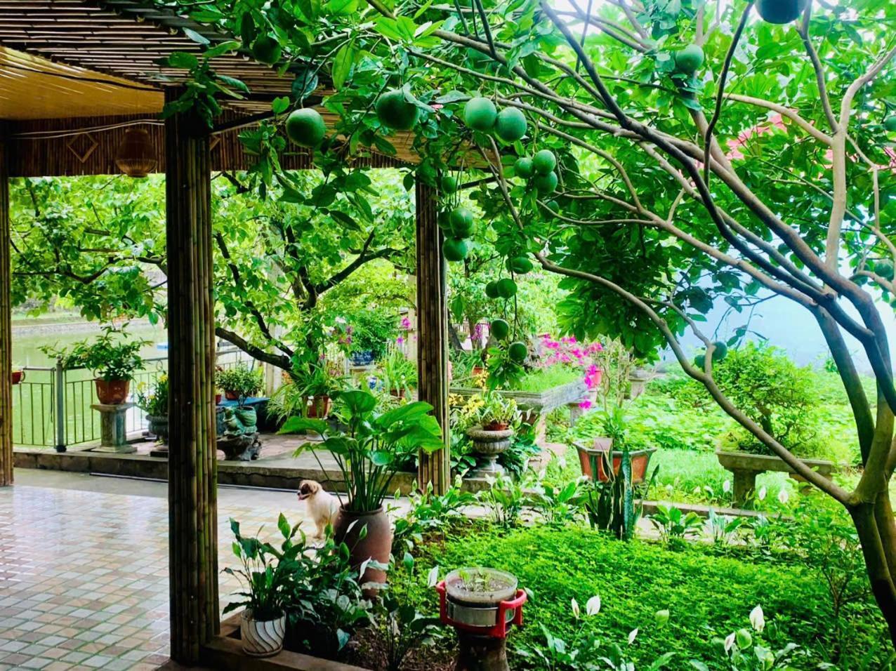 Blue Garden Homestay Ninh Binh Bagian luar foto