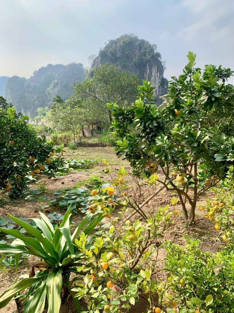 Blue Garden Homestay Ninh Binh Bagian luar foto